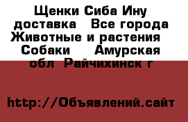 Щенки Сиба Ину доставка - Все города Животные и растения » Собаки   . Амурская обл.,Райчихинск г.
